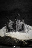 22033 - Great Spiny 3.02 Inch Comura bultyncki Middle Devonian Trilobite
