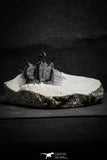 22033 - Great Spiny 3.02 Inch Comura bultyncki Middle Devonian Trilobite