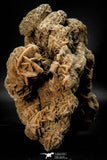 07939 - Top Beautiful 6.61 Inch Desert Rose (Selenite) - Sahara Desert