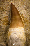 07786 - Top Huge Rooted 3.82 Inch Mosasaur (Prognathodon anceps) Tooth in Matrix