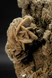 07939 - Top Beautiful 6.61 Inch Desert Rose (Selenite) - Sahara Desert