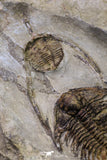 20568 - Insane Association Foulonia sp + Ampyx sp Lower Ordovician Trilobites Fezouata Formation