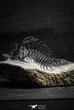22033 - Great Spiny 3.02 Inch Comura bultyncki Middle Devonian Trilobite