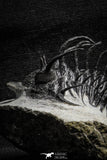 22033 - Great Spiny 3.02 Inch Comura bultyncki Middle Devonian Trilobite