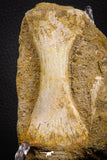 07787 - Finest Grade Unidentified Mosasaur Phalanx Paddle Bone in Matrix Cretaceous