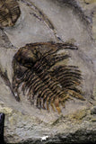 20568 - Insane Association Foulonia sp + Ampyx sp Lower Ordovician Trilobites Fezouata Formation