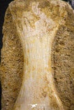 07787 - Finest Grade Unidentified Mosasaur Phalanx Paddle Bone in Matrix Cretaceous