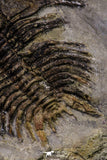 20568 - Insane Association Foulonia sp + Ampyx sp Lower Ordovician Trilobites Fezouata Formation