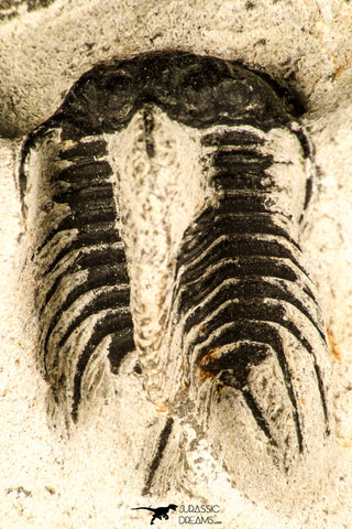 30733 - Partial Prepared 1.33 Inch Spiny Koneprusia dahmani Lower Devonian Trilobite