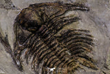 20568 - Insane Association Foulonia sp + Ampyx sp Lower Ordovician Trilobites Fezouata Formation