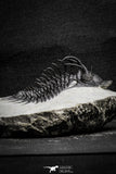 22033 - Great Spiny 3.02 Inch Comura bultyncki Middle Devonian Trilobite