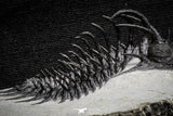 22033 - Great Spiny 3.02 Inch Comura bultyncki Middle Devonian Trilobite