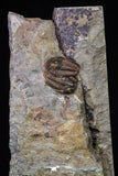 20569 - Top Rare Association 2 Euloma filacovi Lower Ordovician Trilobites Fezouata Fm