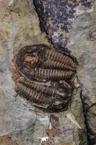 20569 - Top Rare Association 2 Euloma filacovi Lower Ordovician Trilobites Fezouata Fm