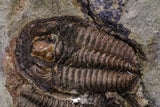 20569 - Top Rare Association 2 Euloma filacovi Lower Ordovician Trilobites Fezouata Fm