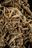 07941 - Top Beautiful 7.76 Inch Desert Rose (Selenite) - Sahara Desert