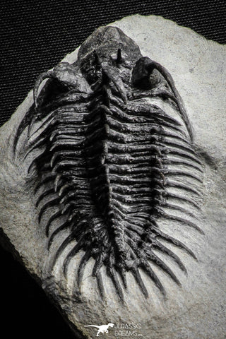 22033 - Great Spiny 3.02 Inch Comura bultyncki Middle Devonian Trilobite