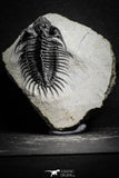 22033 - Great Spiny 3.02 Inch Comura bultyncki Middle Devonian Trilobite