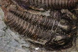 20569 - Top Rare Association 2 Euloma filacovi Lower Ordovician Trilobites Fezouata Fm