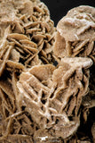 07941 - Top Beautiful 7.76 Inch Desert Rose (Selenite) - Sahara Desert