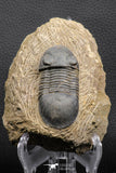 07982 - Nicely Prepared 2.72 Inch Paralejurus spatuliformis Devonian Trilobite