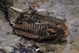 20569 - Top Rare Association 2 Euloma filacovi Lower Ordovician Trilobites Fezouata Fm