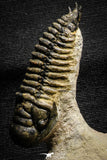 22034 - Awesome Association Ceratonurus + Crotalocephalina Devonian Trilobites