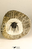 30735 - Well Prepared 1.16 Inch Cyphaspis (Otarion) cf. boutscharafinense Devonian Trilobite