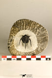 30735 - Well Prepared 1.16 Inch Cyphaspis (Otarion) cf. boutscharafinense Devonian Trilobite