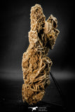 07941 - Top Beautiful 7.76 Inch Desert Rose (Selenite) - Sahara Desert