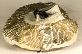 30735 - Well Prepared 1.16 Inch Cyphaspis (Otarion) cf. boutscharafinense Devonian Trilobite