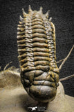 22034 - Awesome Association Ceratonurus + Crotalocephalina Devonian Trilobites