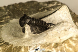 30735 - Well Prepared 1.16 Inch Cyphaspis (Otarion) cf. boutscharafinense Devonian Trilobite