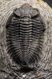 07983 - Superb Bug Eyed 2.02 Inch Coltraneia effelesa Middle Devonian Trilobite