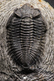 07983 - Superb Bug Eyed 2.02 Inch Coltraneia effelesa Middle Devonian Trilobite
