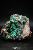 04990 -  Well Crystallized Acicular Brochantite with Quartz from South Morocco
