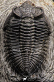 07983 - Superb Bug Eyed 2.02 Inch Coltraneia effelesa Middle Devonian Trilobite