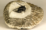 30735 - Well Prepared 1.16 Inch Cyphaspis (Otarion) cf. boutscharafinense Devonian Trilobite