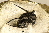 30735 - Well Prepared 1.16 Inch Cyphaspis (Otarion) cf. boutscharafinense Devonian Trilobite