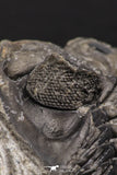07983 - Superb Bug Eyed 2.02 Inch Coltraneia effelesa Middle Devonian Trilobite