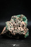 04990 -  Well Crystallized Acicular Brochantite with Quartz from South Morocco