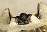 30735 - Well Prepared 1.16 Inch Cyphaspis (Otarion) cf. boutscharafinense Devonian Trilobite