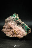 04990 -  Well Crystallized Acicular Brochantite with Quartz from South Morocco