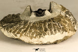 30735 - Well Prepared 1.16 Inch Cyphaspis (Otarion) cf. boutscharafinense Devonian Trilobite