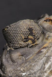 07983 - Superb Bug Eyed 2.02 Inch Coltraneia effelesa Middle Devonian Trilobite