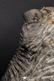 07983 - Superb Bug Eyed 2.02 Inch Coltraneia effelesa Middle Devonian Trilobite