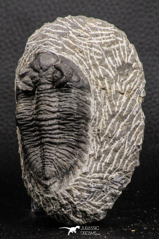 07984 - Superb Bug Eyed 2.34 Inch Coltraneia effelesa Middle Devonian Trilobite