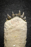 22034 - Awesome Association Ceratonurus + Crotalocephalina Devonian Trilobites