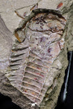 20571 - New Species Symphysurus ebbestadi n. sp. With Preserved Digestive Tube and Sensory Lines Ordovician
