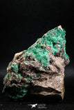 04991 -  Well Crystallized Acicular Brochantite with Quartz from South Morocco